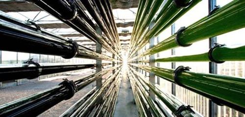 微藻技術開發 驅動綠色產業創新的核心引擎